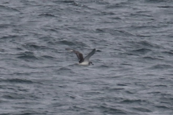 Juan Fernandez Petrel - ML638773799