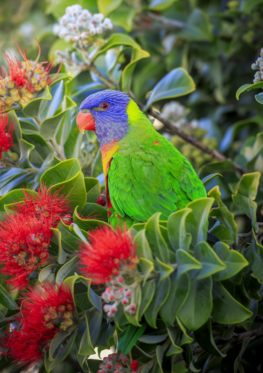 Rainbow Lorikeet - ML638773801