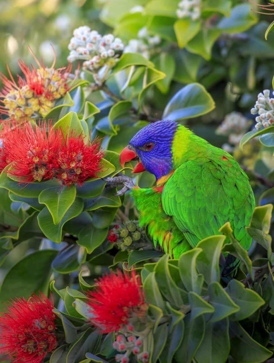 Rainbow Lorikeet - ML638773802