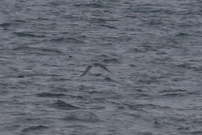 Juan Fernandez Petrel - ML638773827