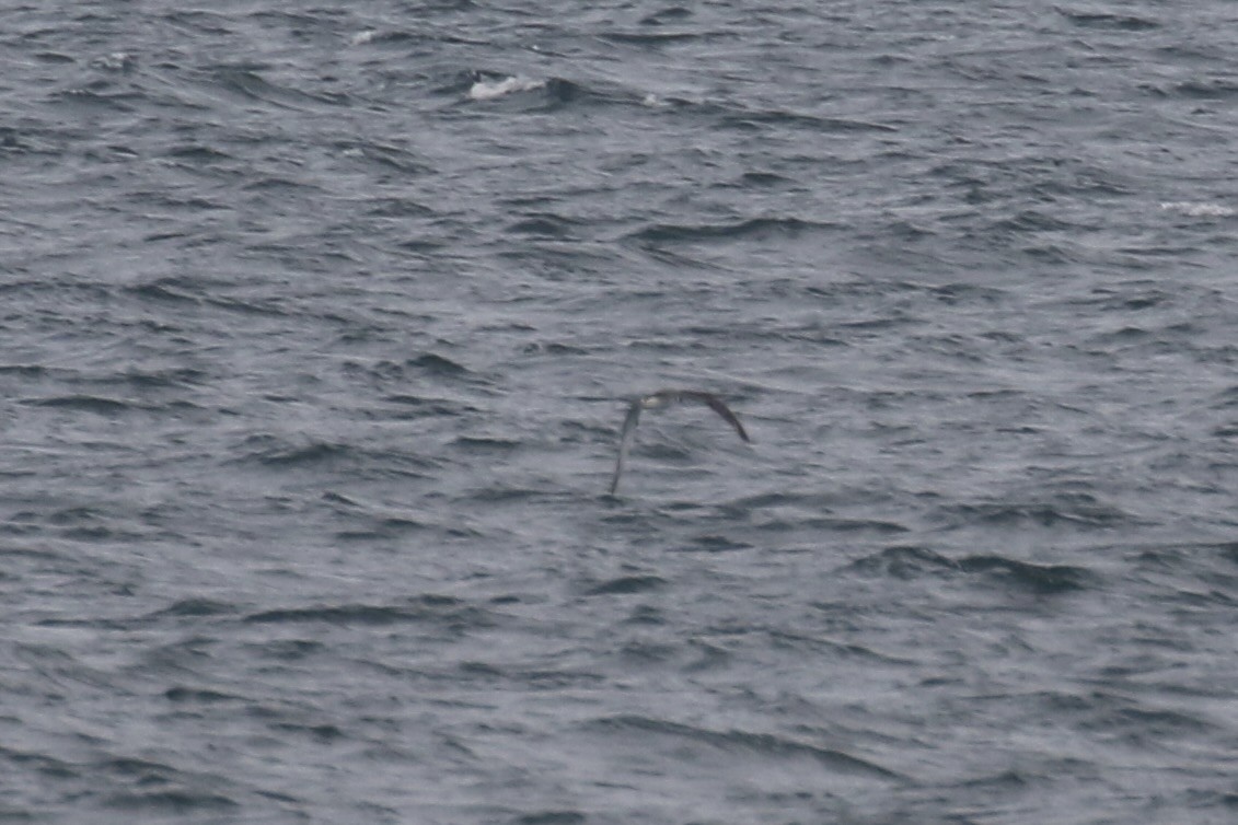 Juan Fernandez Petrel - ML638773829