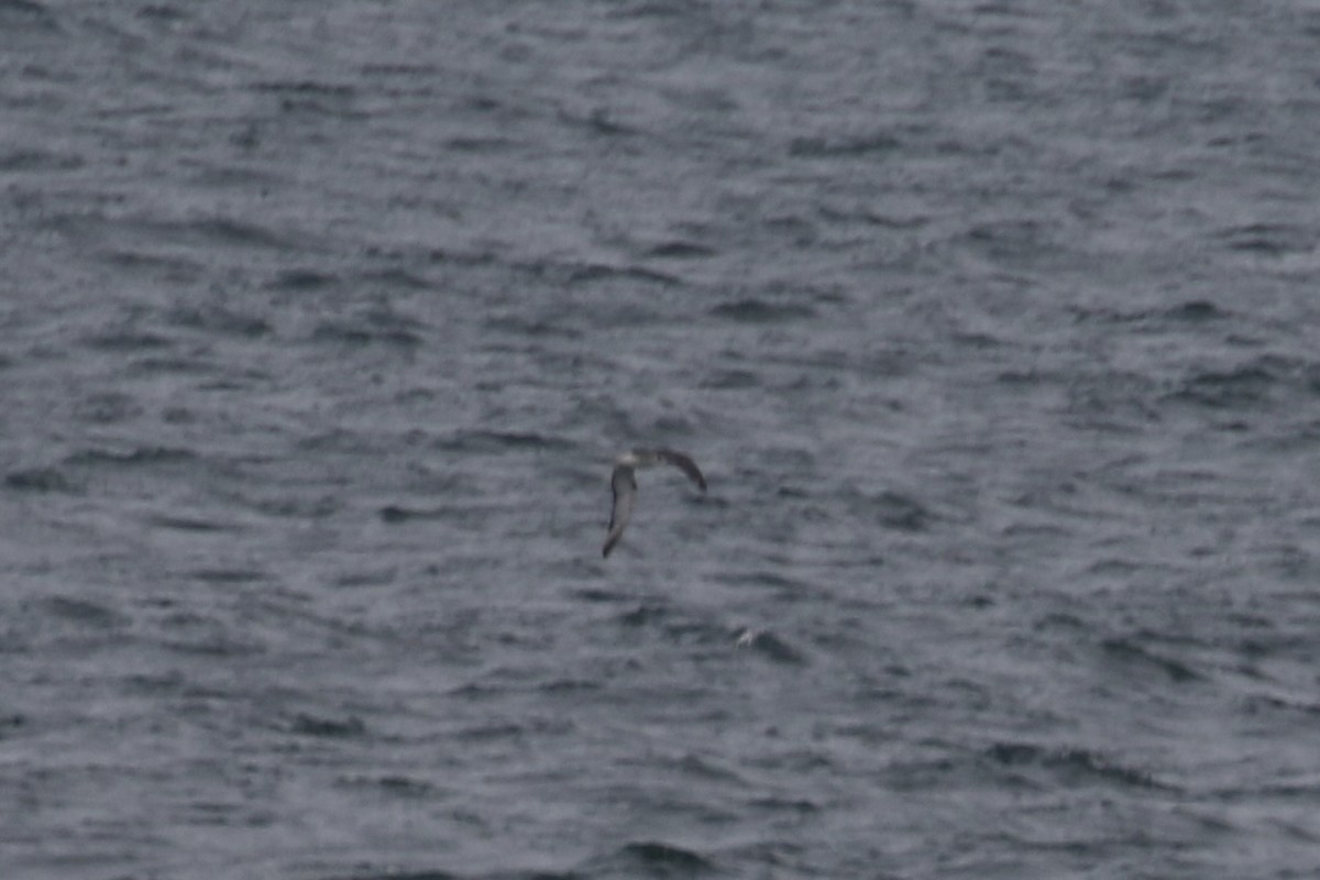 Juan Fernandez Petrel - ML638773830