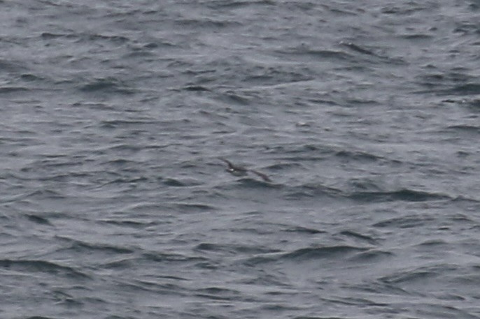 Juan Fernandez Petrel - ML638773832