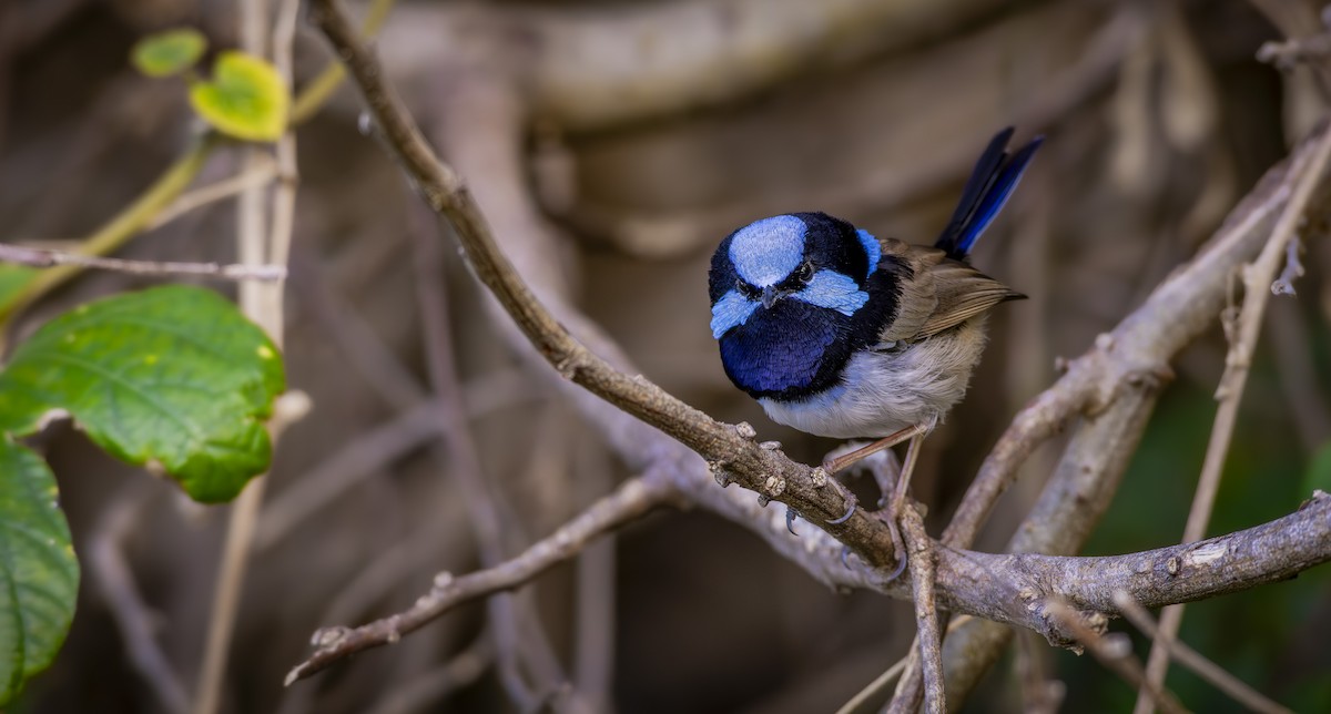 Superb Fairywren - ML638773861