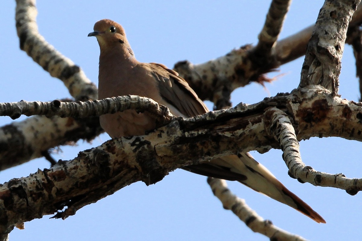 Mourning Dove - ML638773862