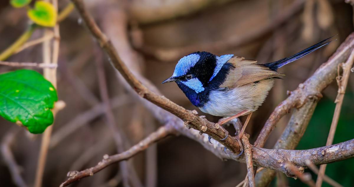 Superb Fairywren - ML638773875