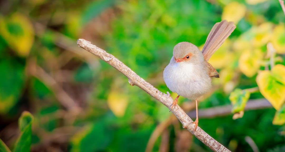 Superb Fairywren - ML638773877