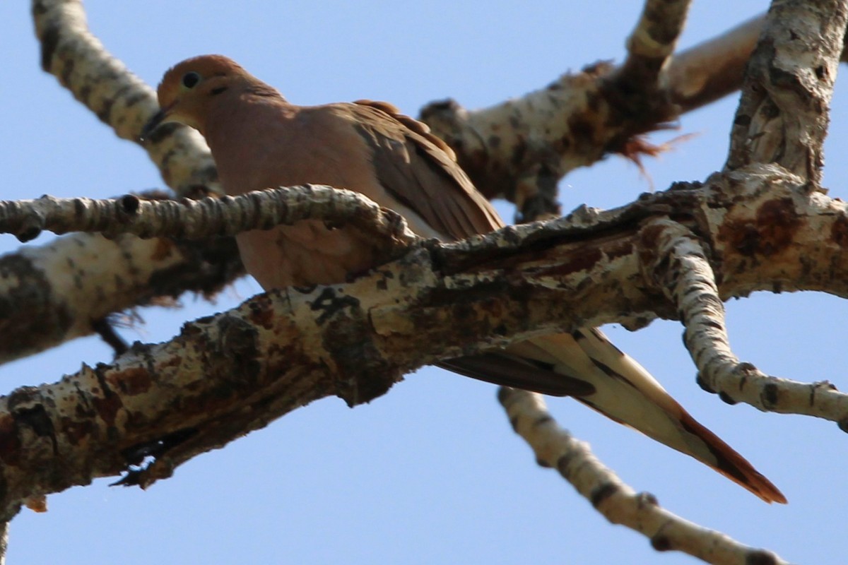 Mourning Dove - ML638773889