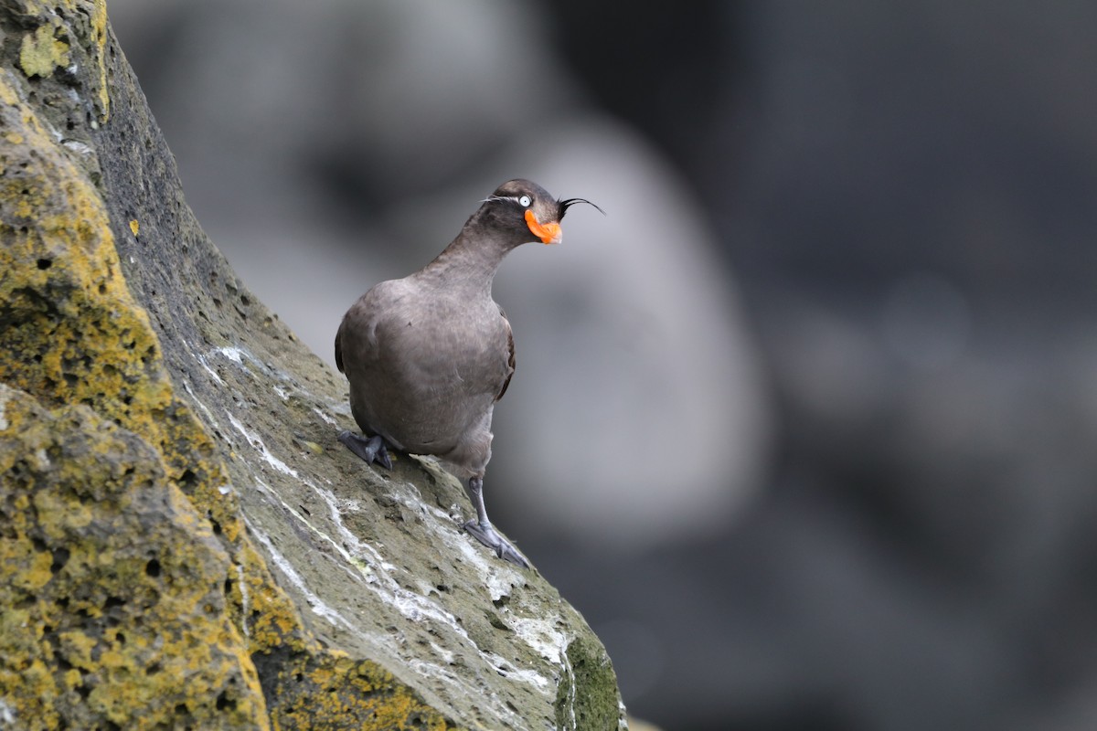 Crested Auklet - ML638773911