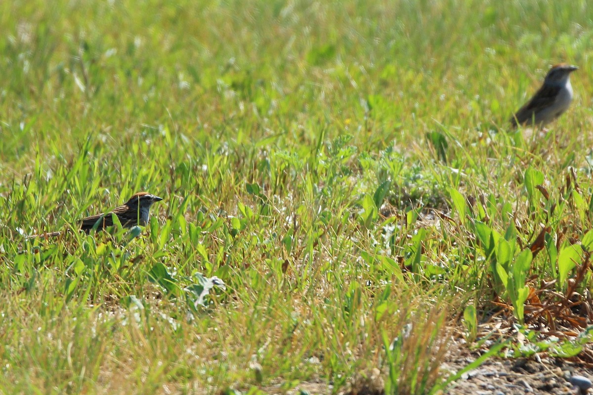Chipping Sparrow - ML638773945
