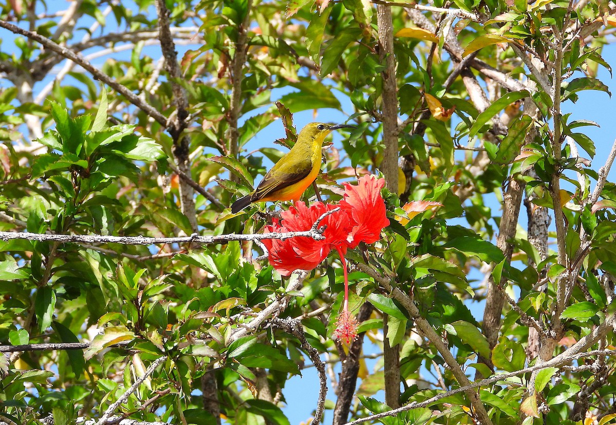 Sahul Sunbird - ML638773955