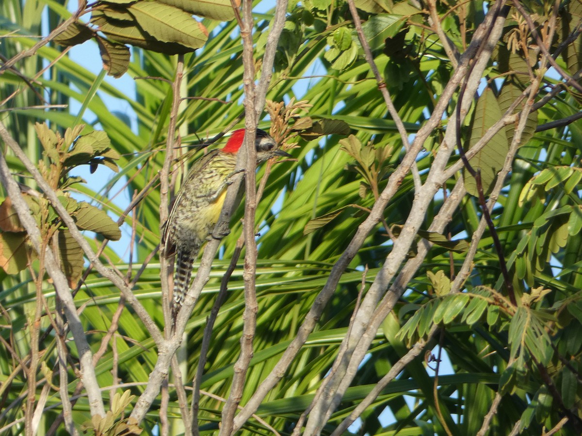 Cuban Green Woodpecker - ML638774026