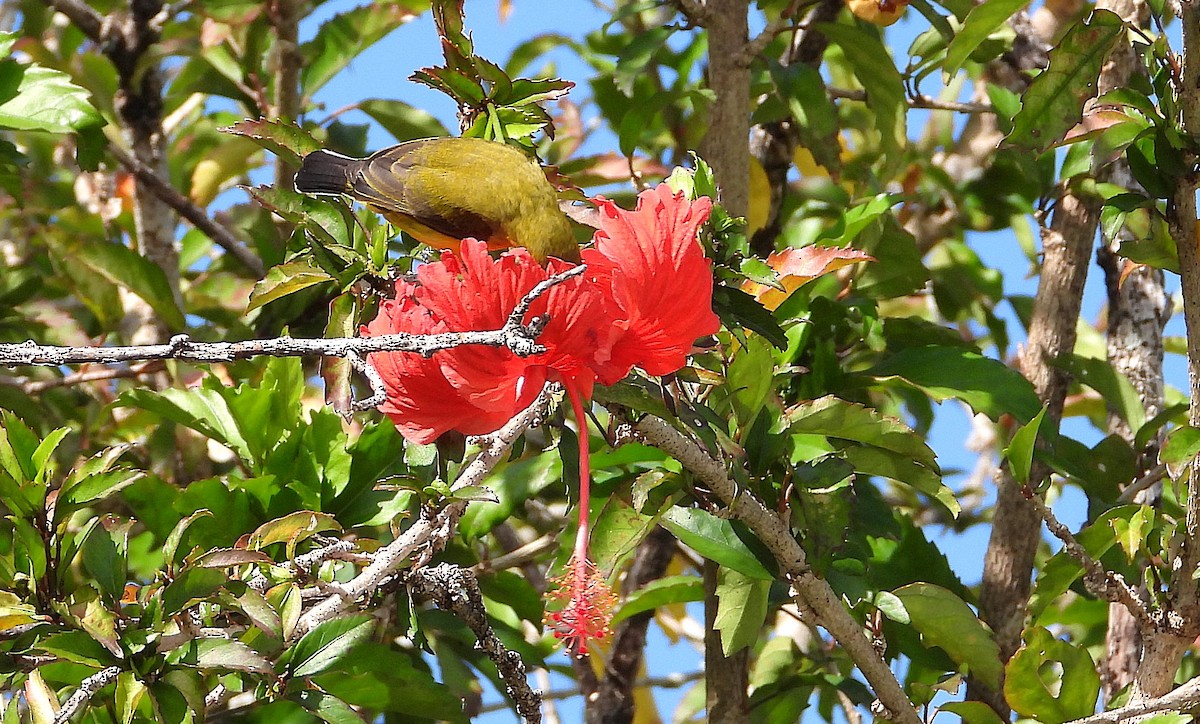Sahul Sunbird - ML638774035