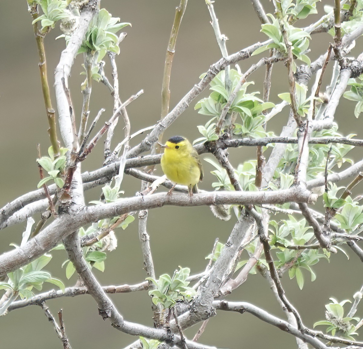 Wilson's Warbler (pileolata) - ML638774046