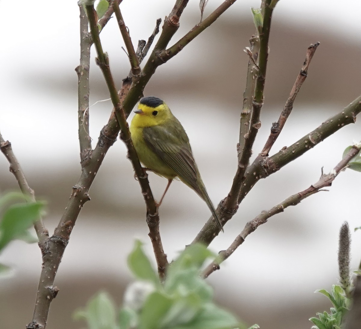 Wilson's Warbler (pileolata) - ML638774047