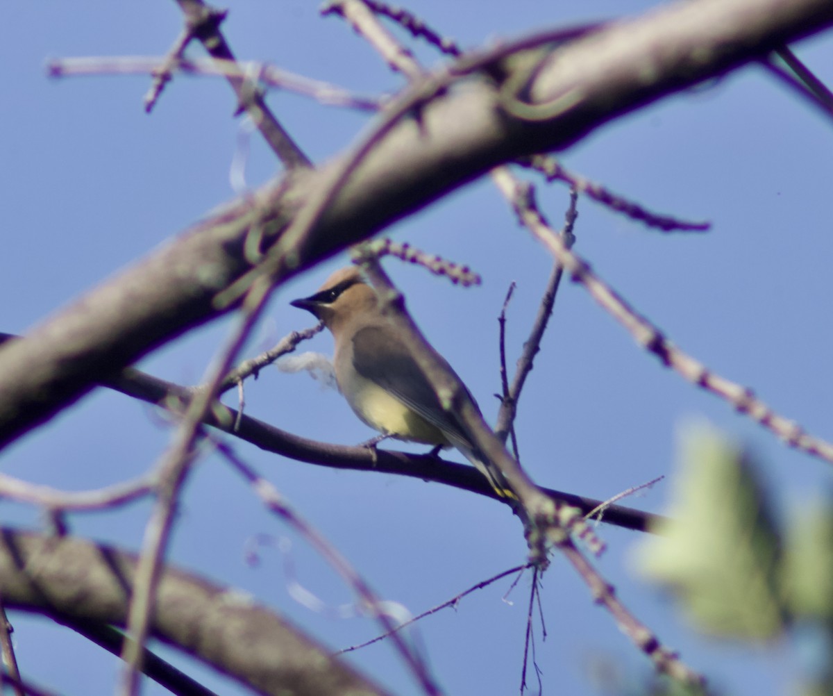 Cedar Waxwing - ML638774052