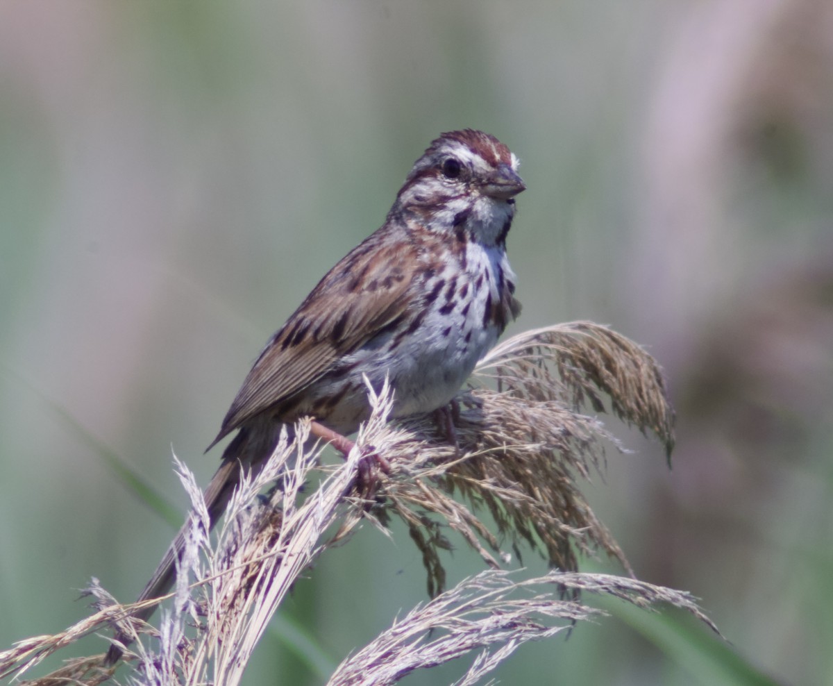 Song Sparrow - ML638774055