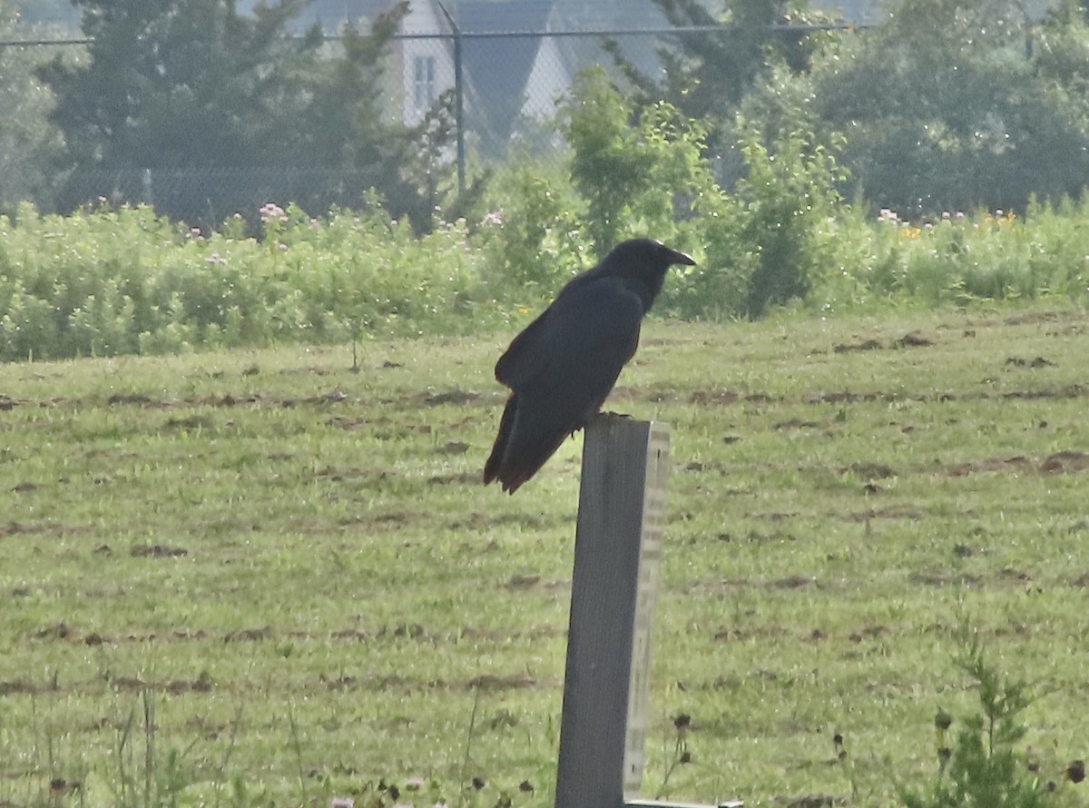 Fish Crow - ML638774058