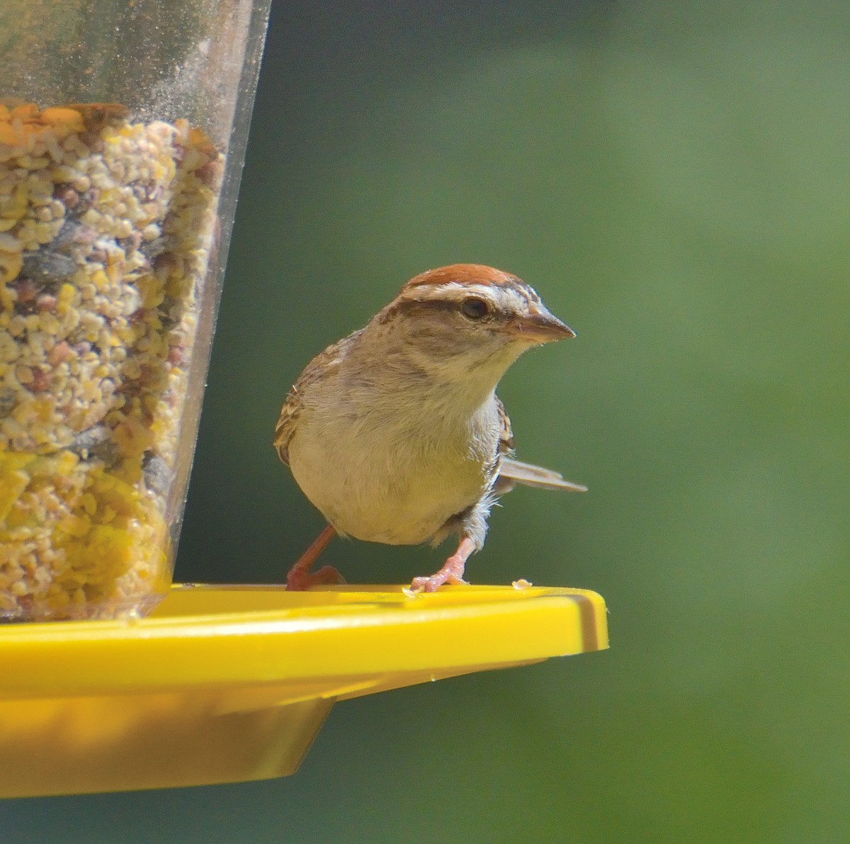 Chipping Sparrow - ML638774059