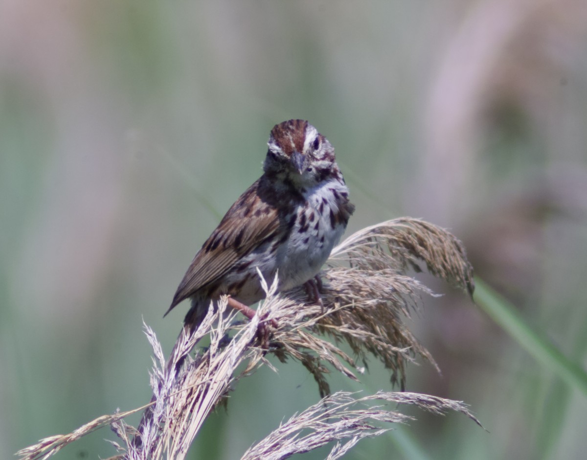 Song Sparrow - ML638774102