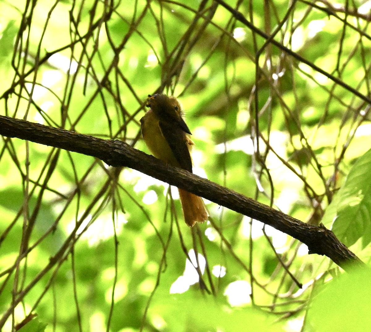 Tropical Royal Flycatcher (Northern) - ML638774122