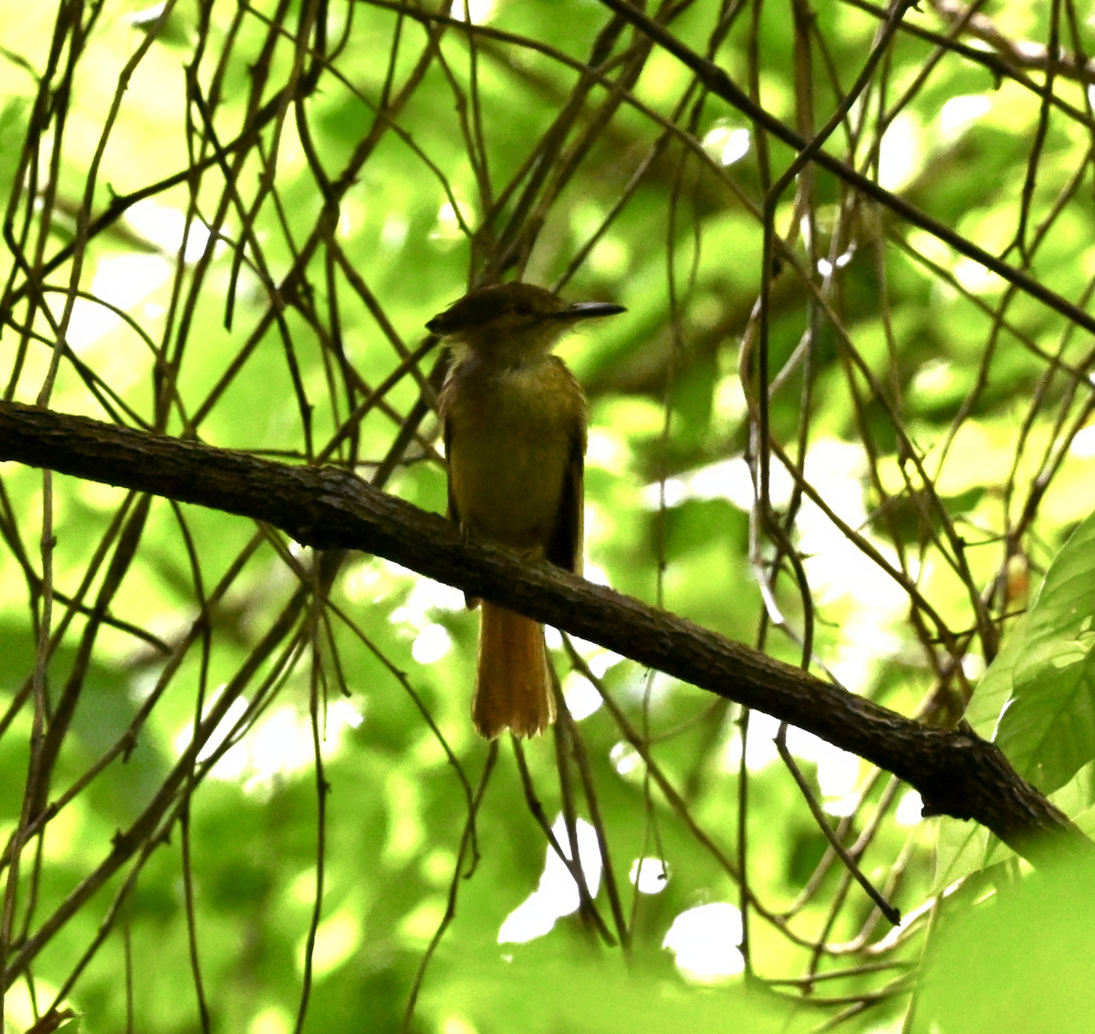 Tropical Royal Flycatcher (Northern) - ML638774123