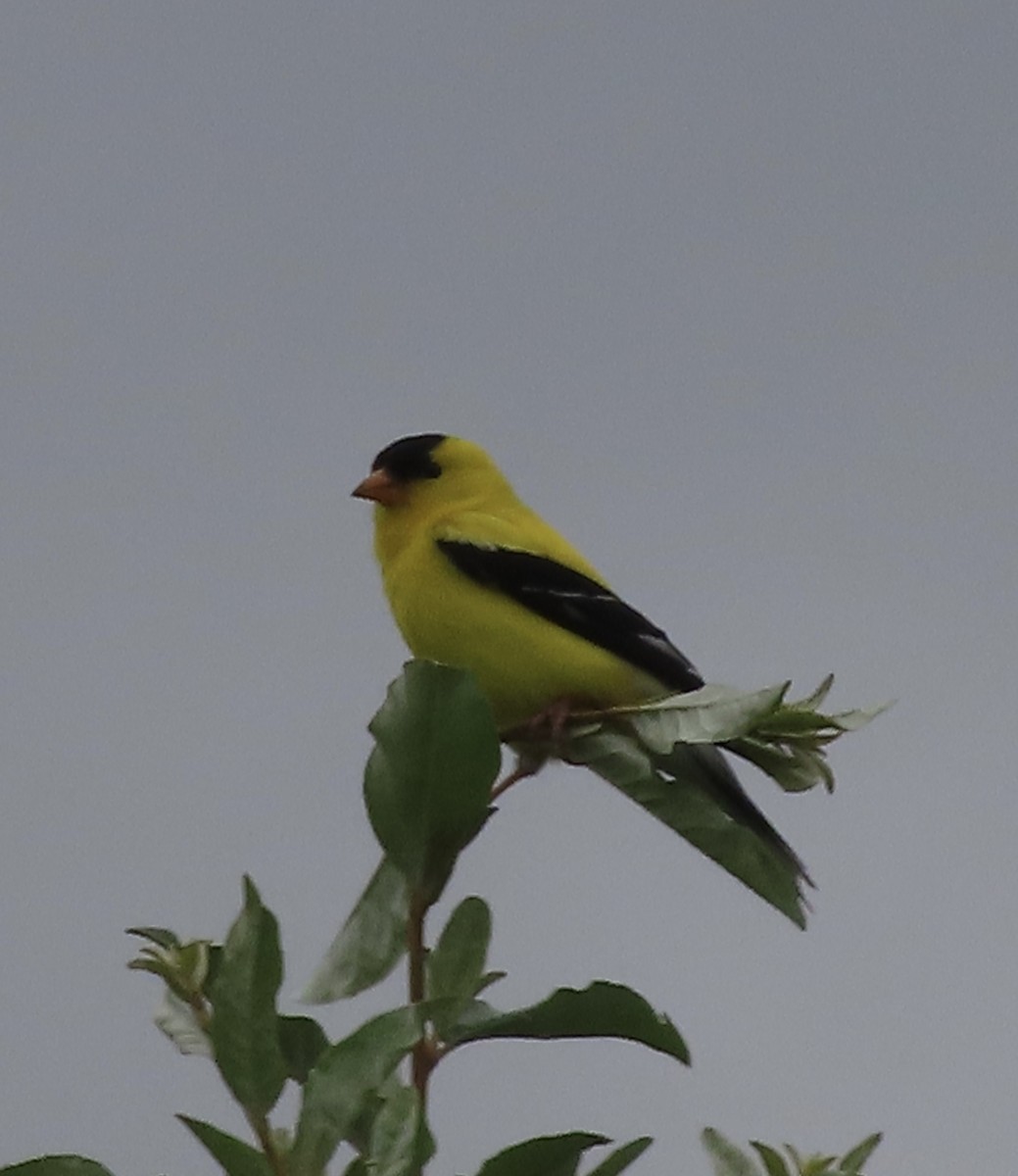 American Goldfinch - ML638774126