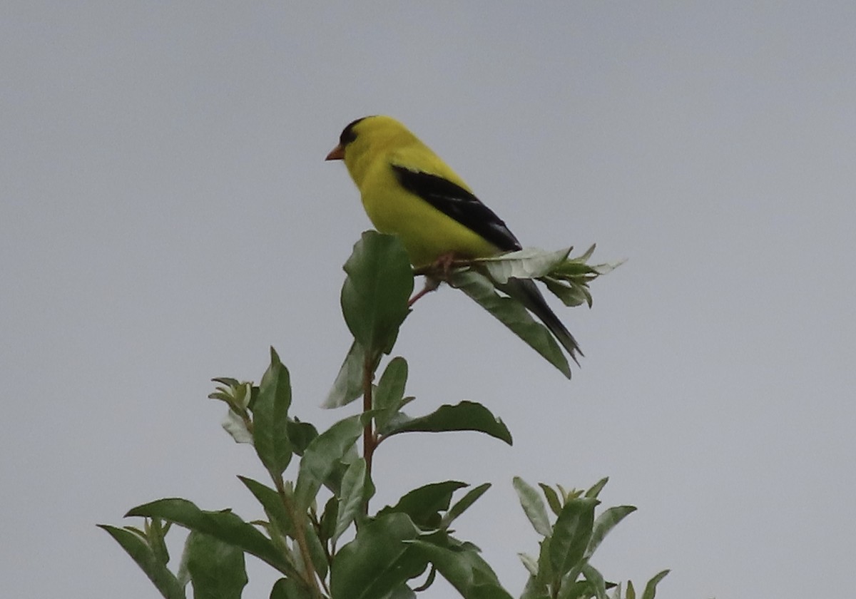 American Goldfinch - ML638774127