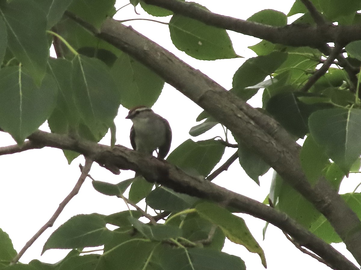 Chipping Sparrow - ML638774151