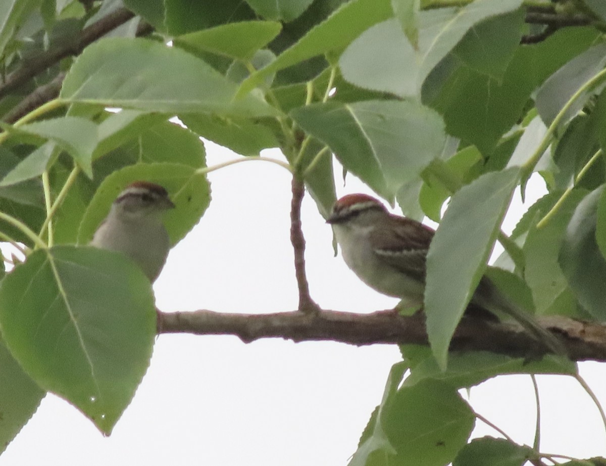 Chipping Sparrow - ML638774153