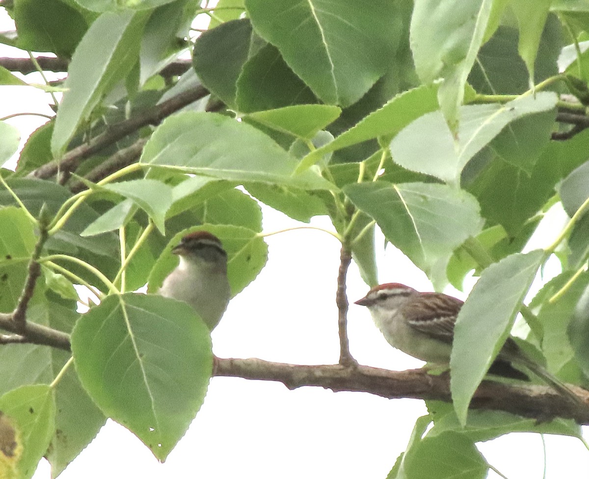 Chipping Sparrow - ML638774154