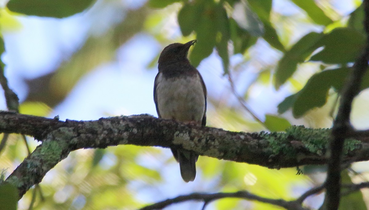 Aztec Thrush - ML638774189