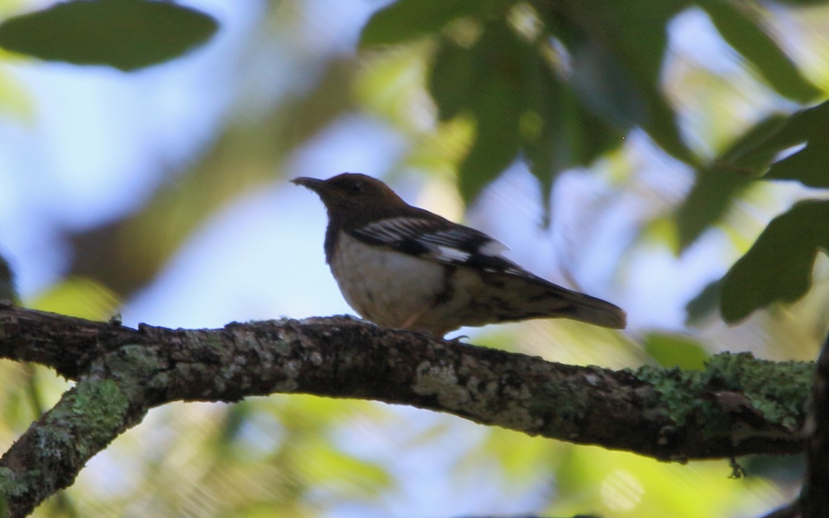 Aztec Thrush - ML638774192