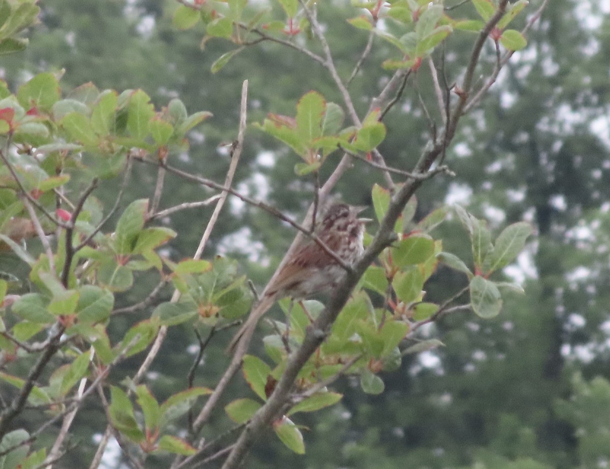 Song Sparrow - ML638774198