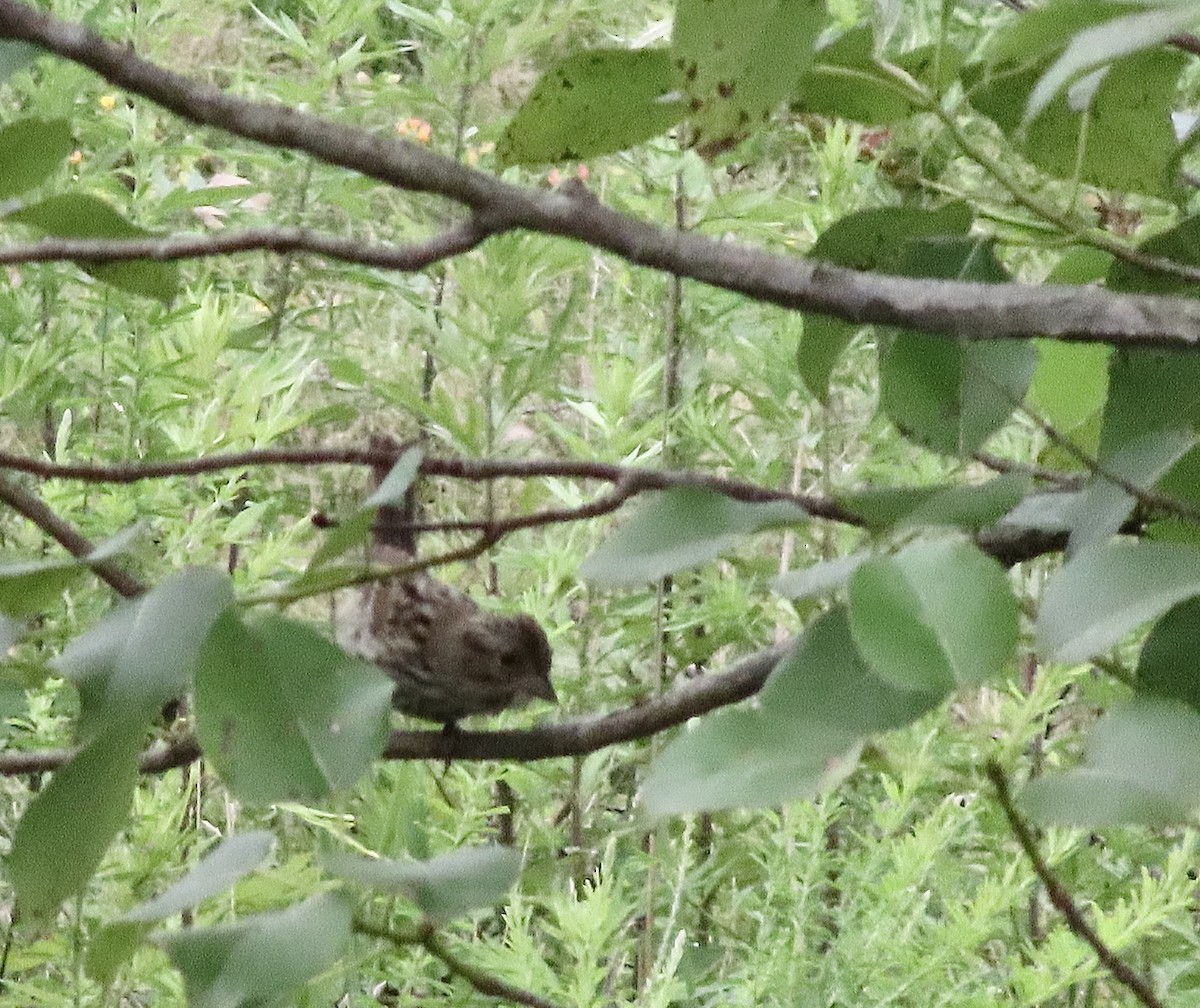 Song Sparrow - ML638774199