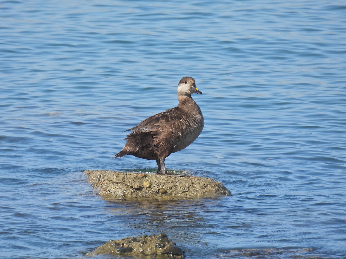 Black Scoter - ML638774244