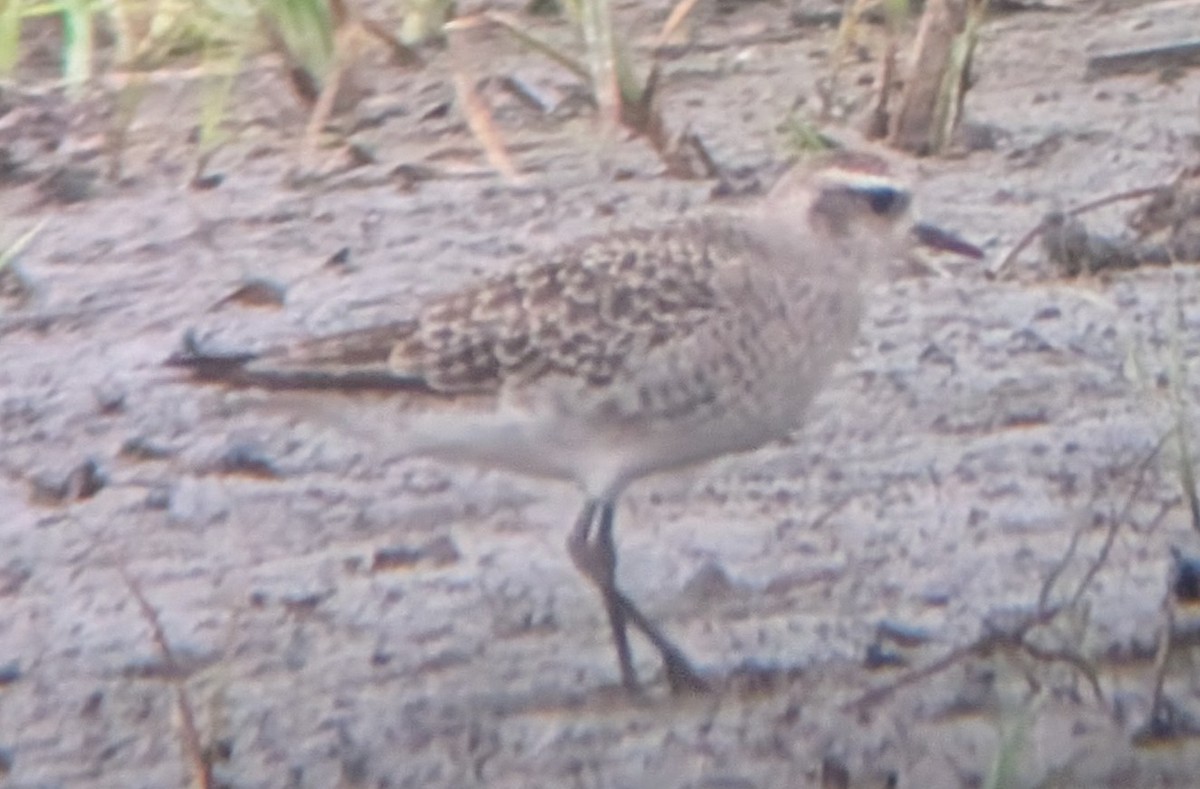 American Golden-Plover - ML638774267