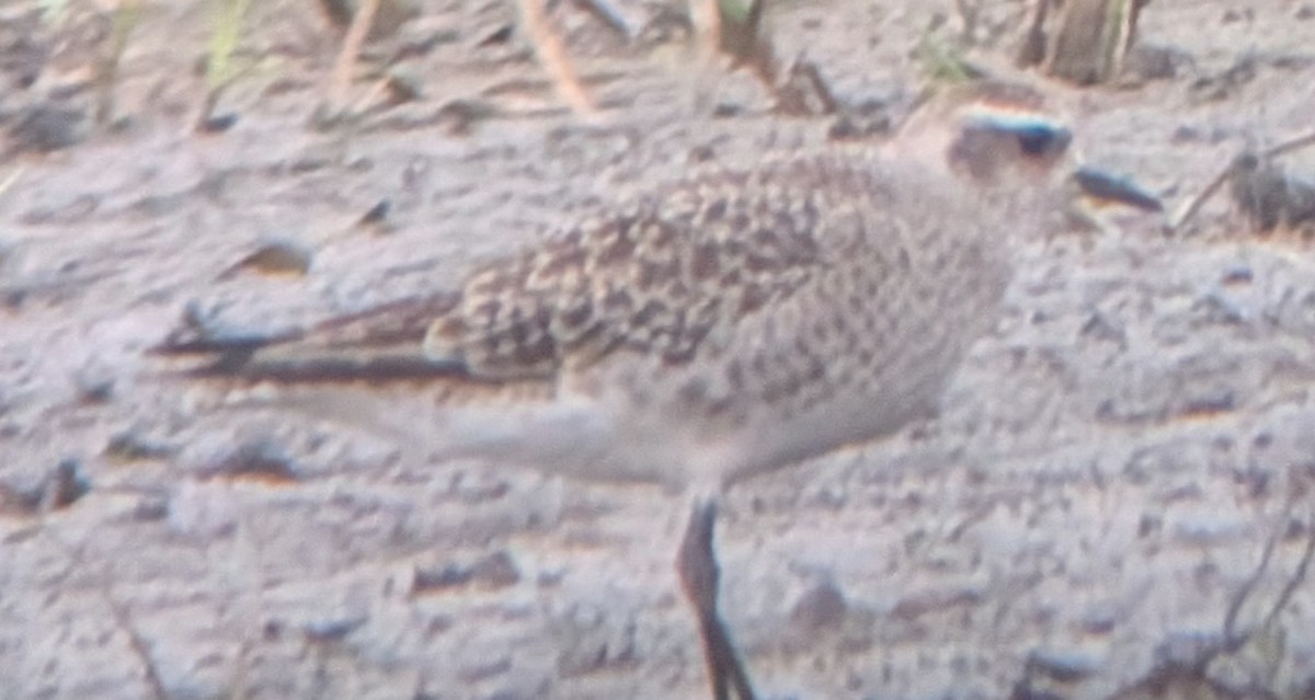 American Golden-Plover - ML638774273