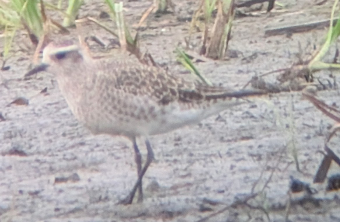 American Golden-Plover - ML638774275