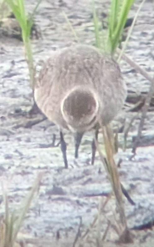 American Golden-Plover - ML638774280