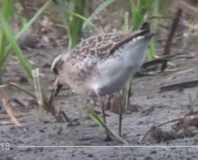 American Golden-Plover - ML638774293