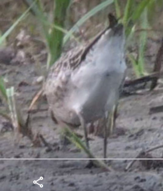 American Golden-Plover - ML638774297