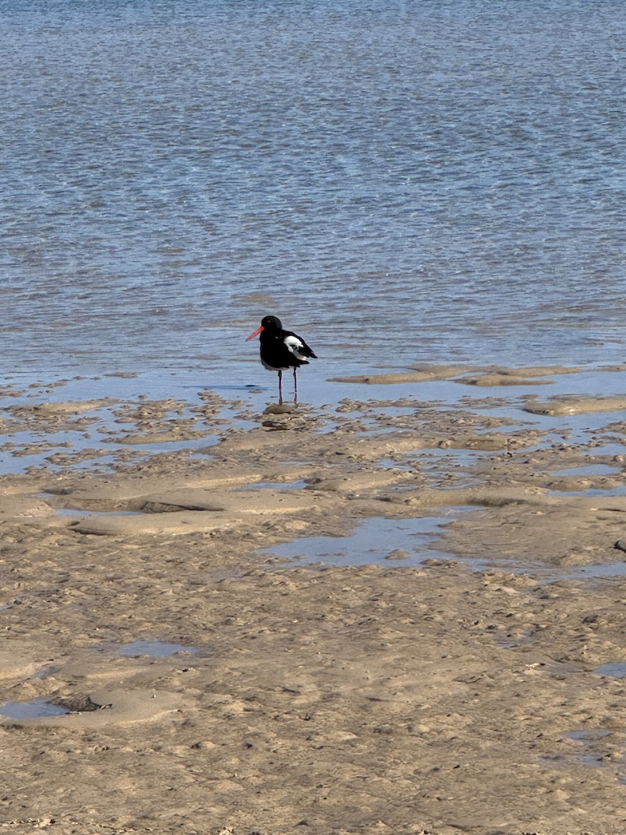 Pied Oystercatcher - ML638774298
