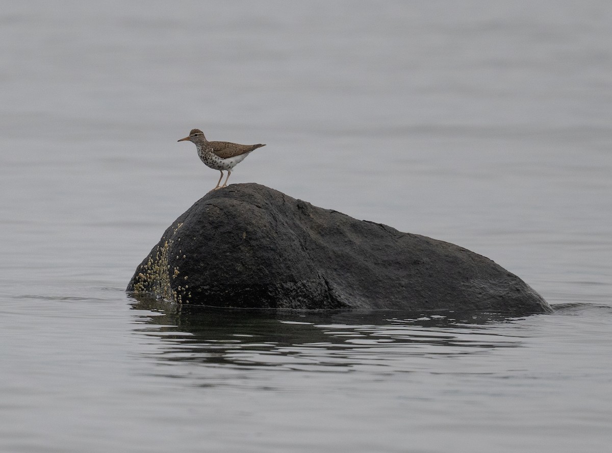 Spotted Sandpiper - ML638774323