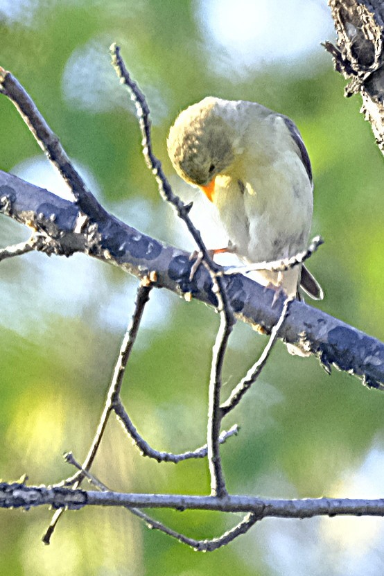 American Goldfinch - ML638774345