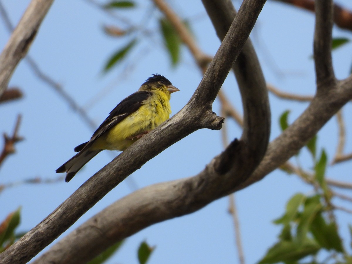 Lesser Goldfinch - ML638774365