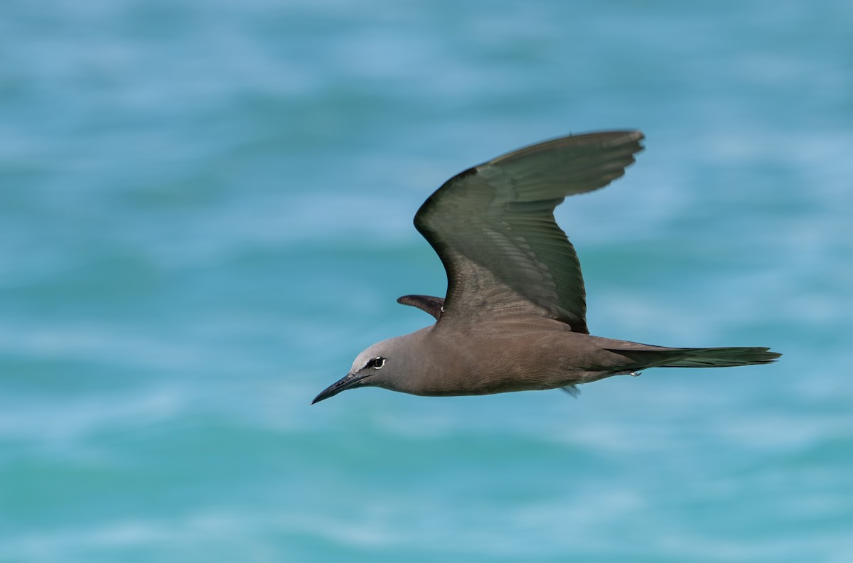 Brown Noddy - ML638774368