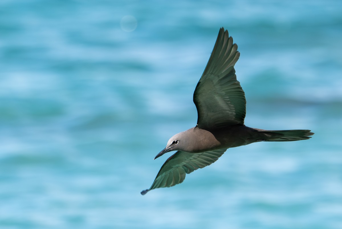 Brown Noddy - ML638774369
