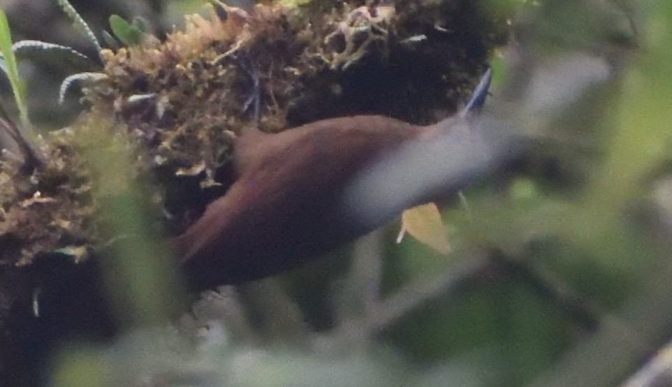Tyrannine Woodcreeper - ML638774370