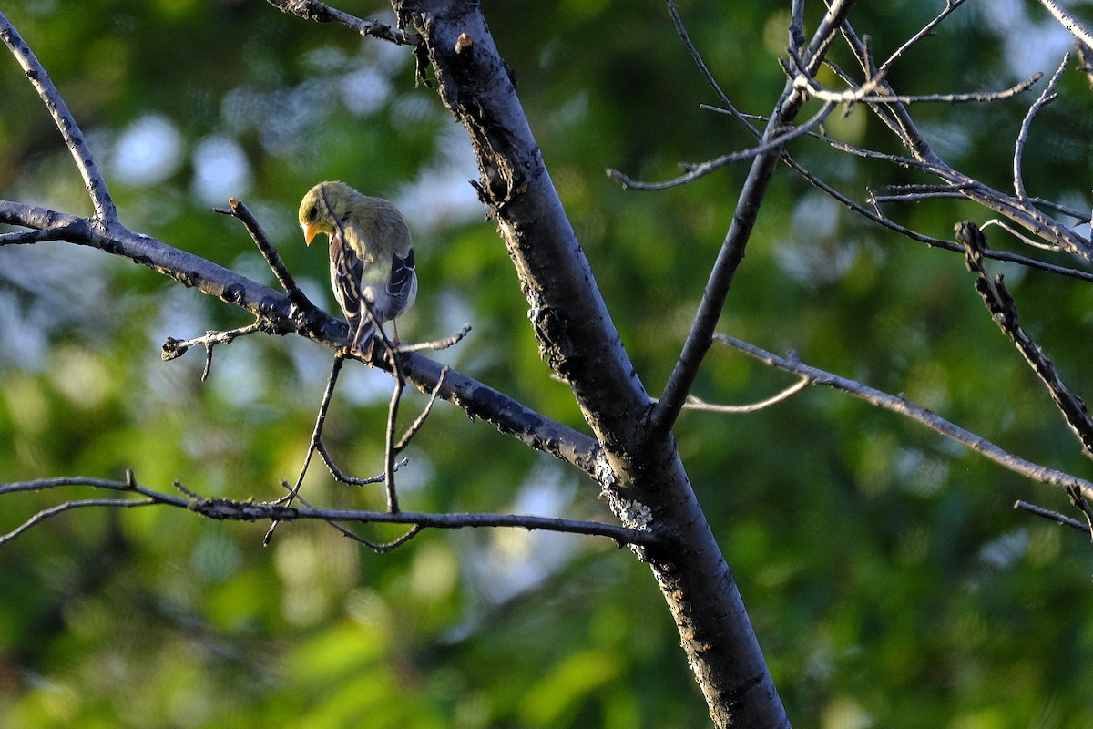 American Goldfinch - ML638774372